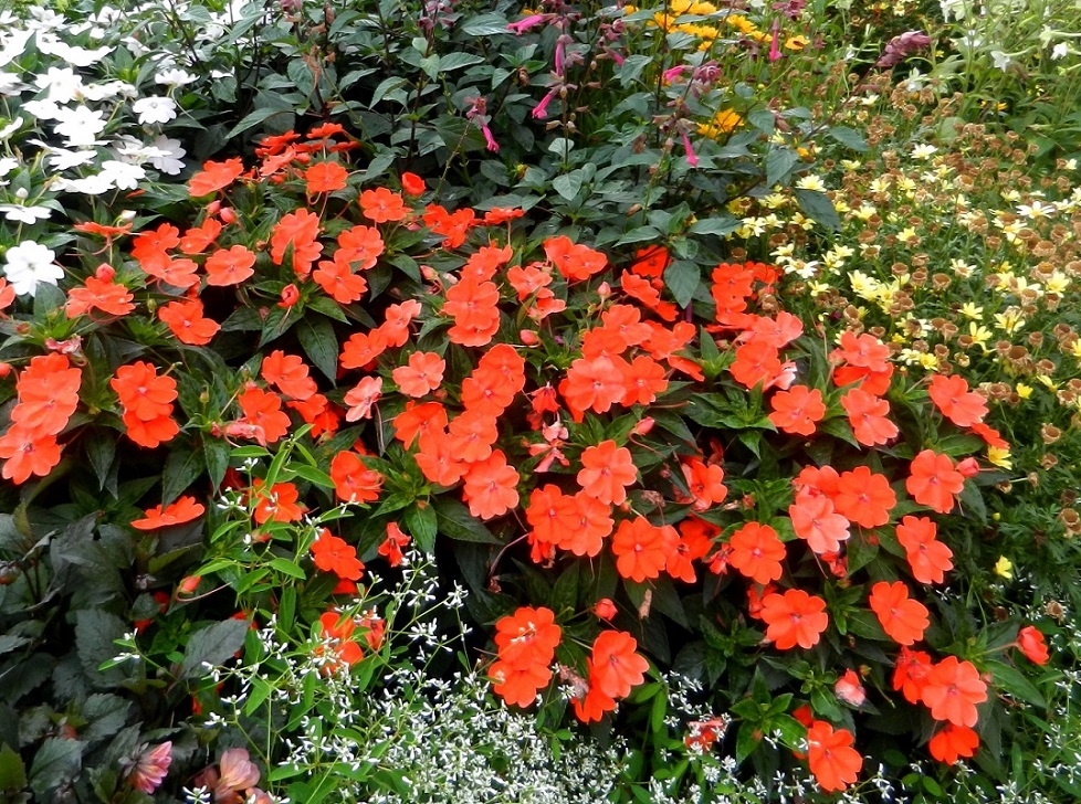 Изображение особи Impatiens walleriana.