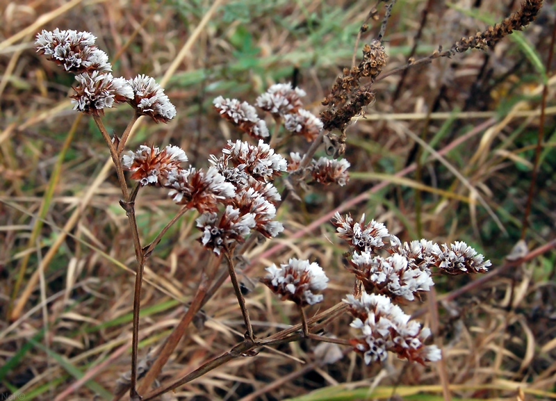 Изображение особи Goniolimon speciosum.