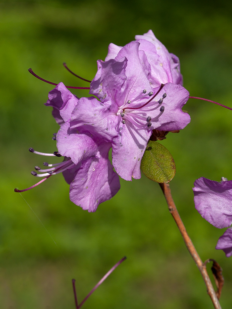 Image of Rhododendron sichotense specimen.