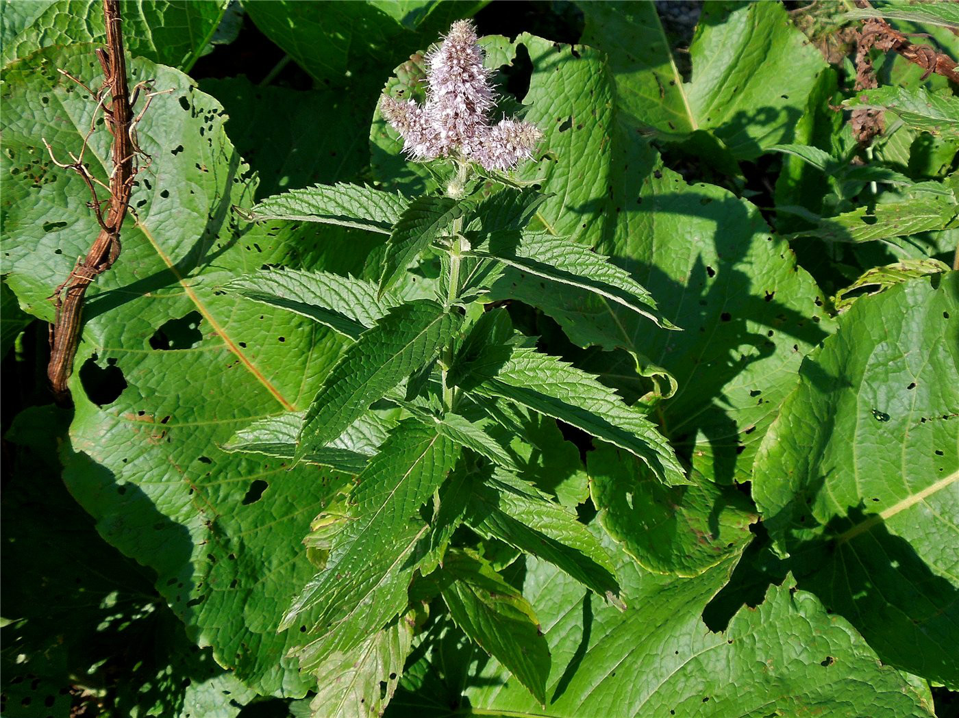 Изображение особи Mentha longifolia.