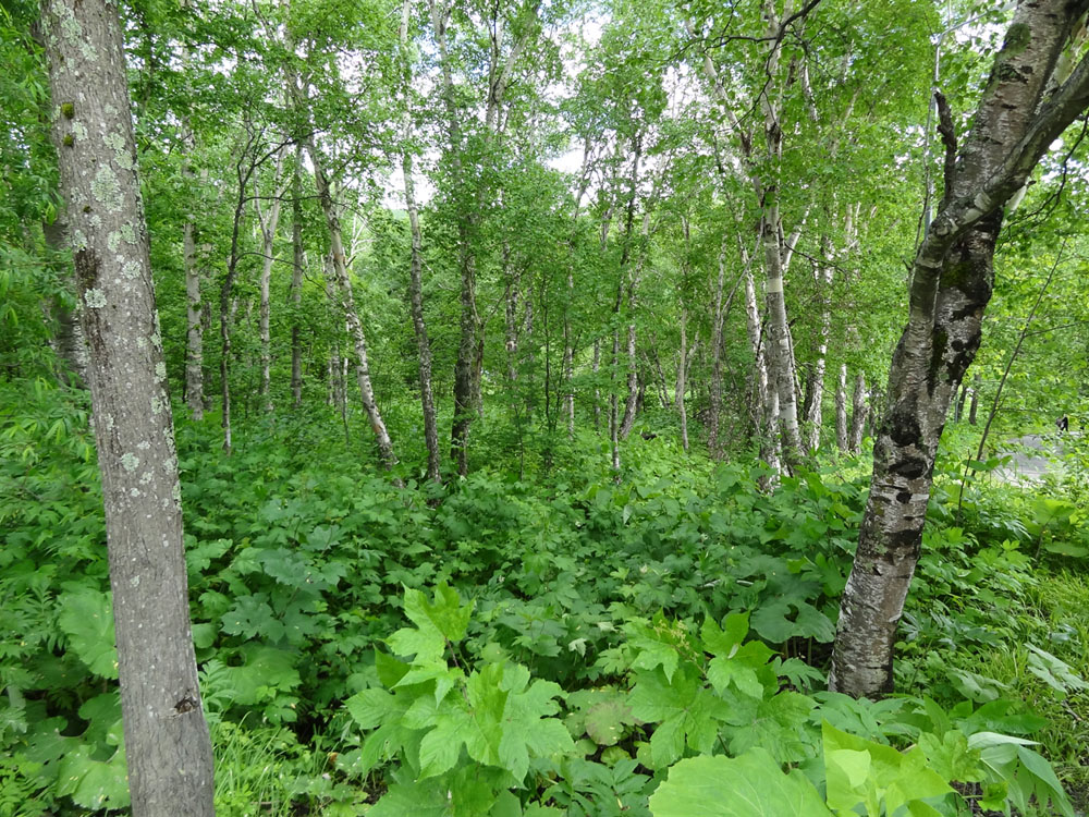 Изображение особи Betula ermanii.