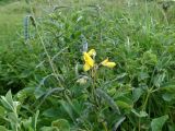 Thermopsis lupinoides. Верхушки побегов с соцветиями и завязавшимися плодами. Курильские о-ва, о-в Кунашир, окр. дачного пос. Третьяково. 23 июля 2015 г.