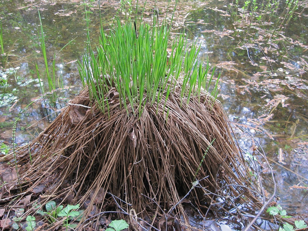 Изображение особи Carex cespitosa.