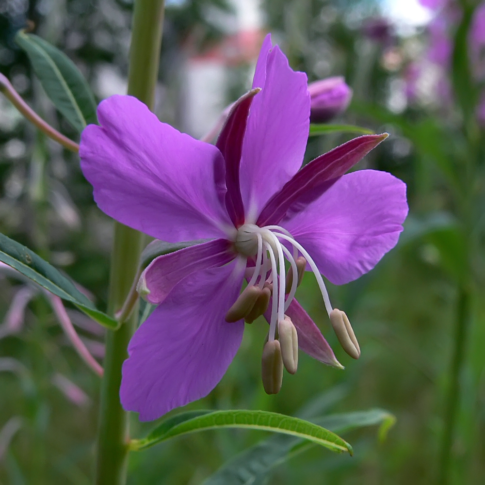 Изображение особи Chamaenerion angustifolium.