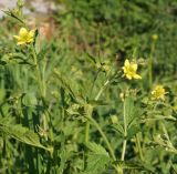 Geum aleppicum