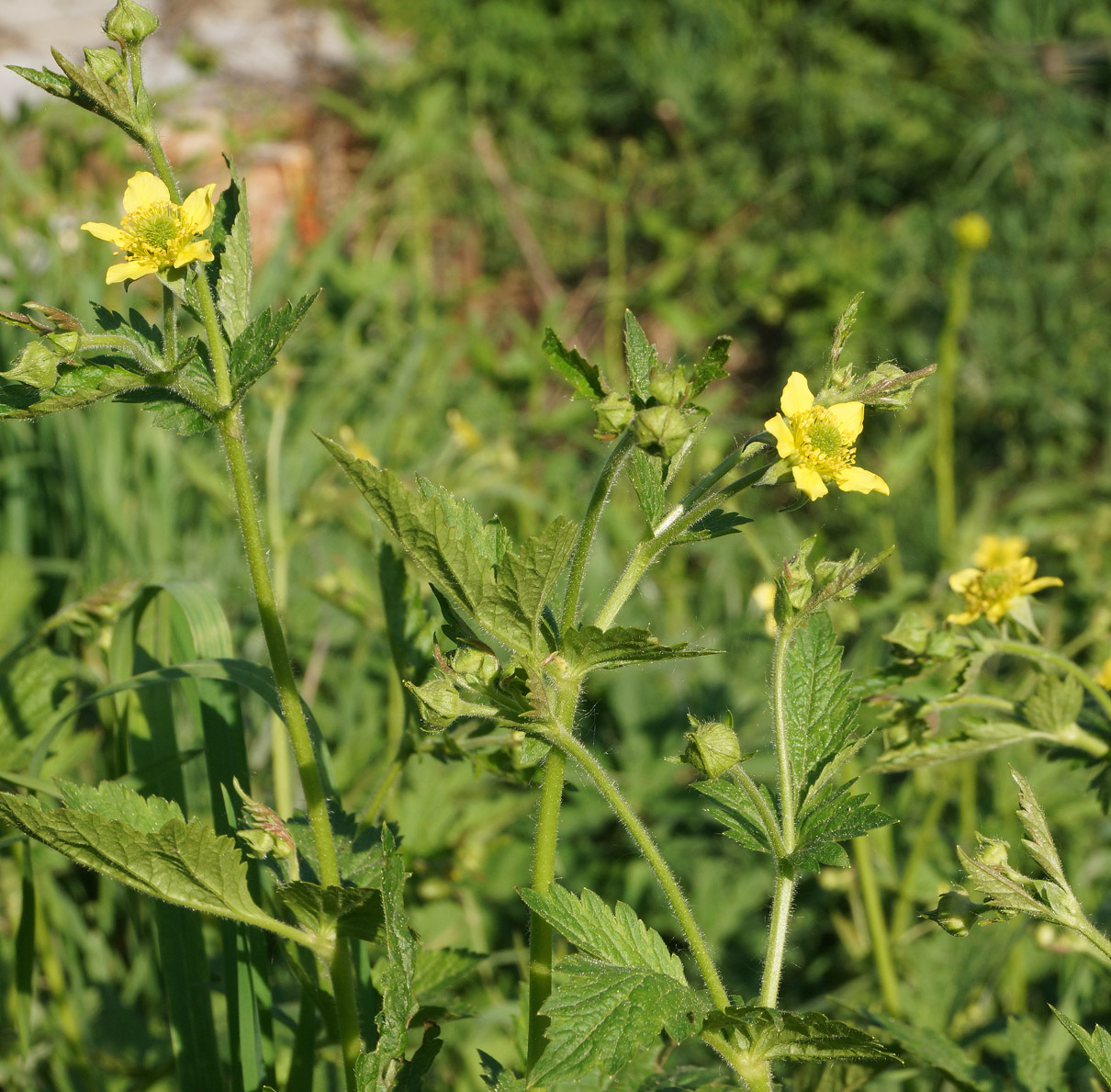 Изображение особи Geum aleppicum.