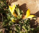 Caragana pleiophylla. Верхушка веточки с первыми цветками. Кыргызстан, Нарынская обл., правый берег р. Нарын, плато ниже впадения р. М. Нарын. 24.04.2015.