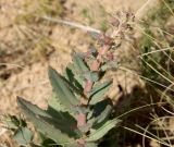 Hylotelephium stepposum. Верхняя часть растения с бутонами. Украина, заповедник Аскания-Нова, степь. 03.07.2012.