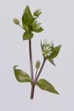 Image of taxon representative. Author is Раду Кибзий