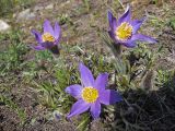 Pulsatilla patens. Цветущее растение. Казахстан, Восточно-Казахстанская обл., Южный Алтай, долина р. Кальджир, р-н 4-го каньона, горное плато. Начало мая 2013 г.