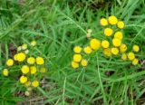 Tanacetum boreale