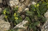 Mercurialis annua