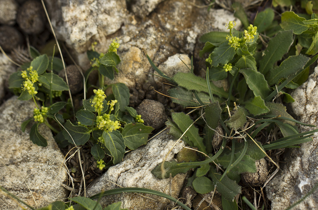 Изображение особи Mercurialis annua.