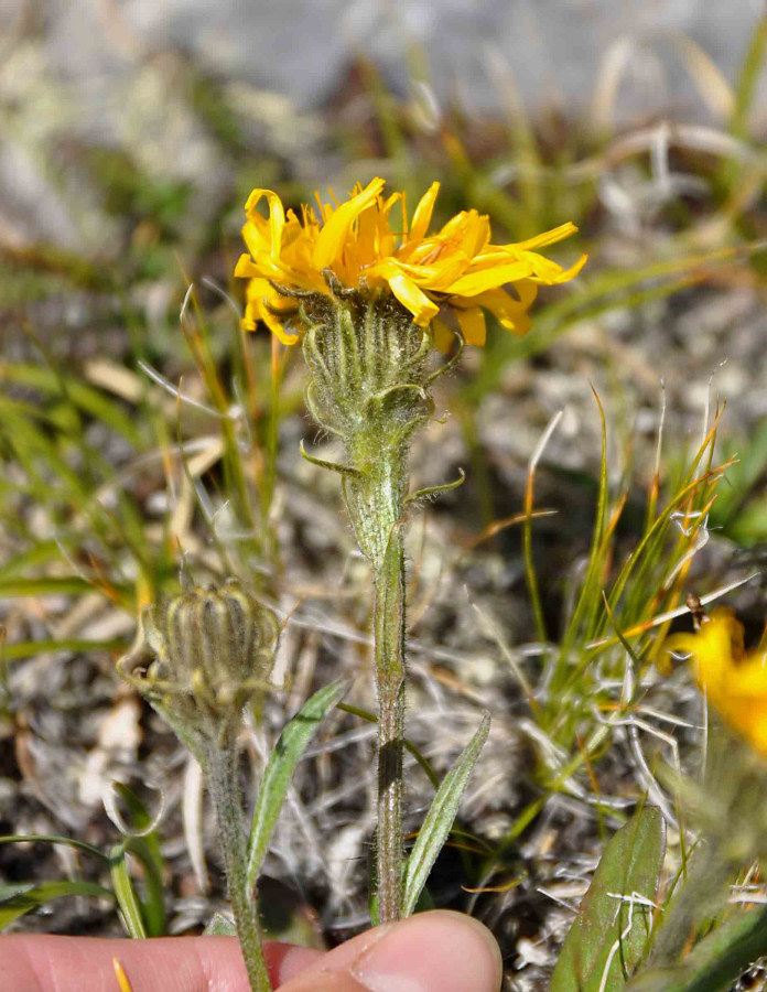 Изображение особи Crepis chrysantha.