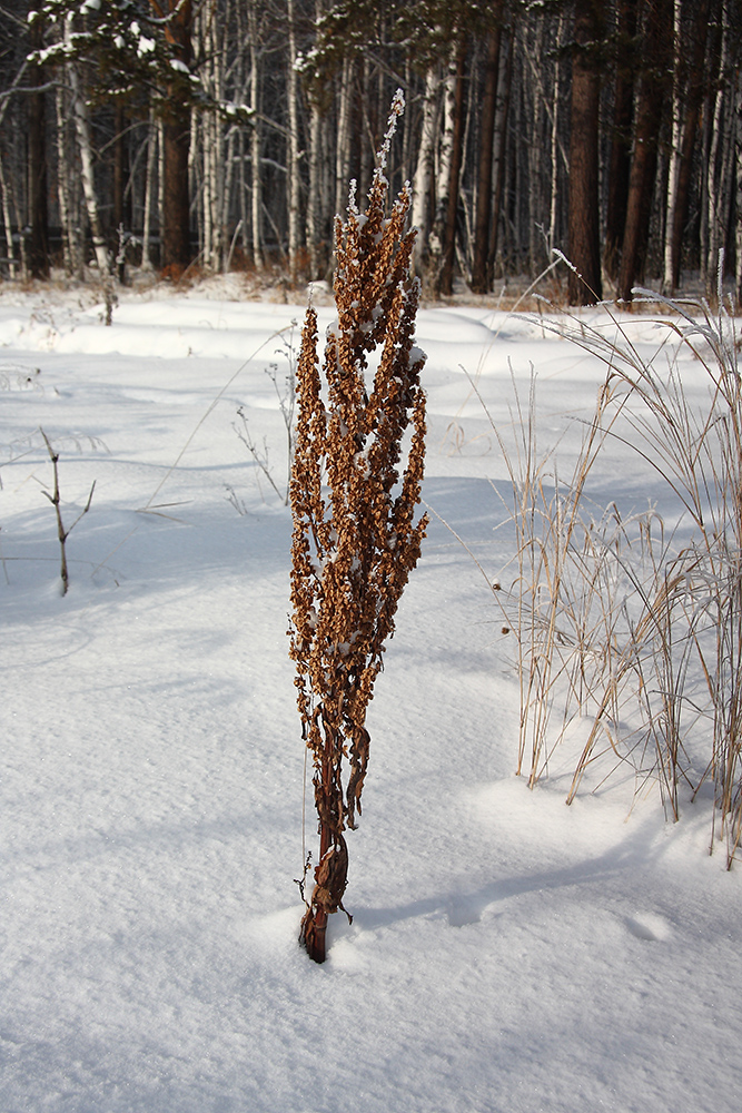 Image of genus Rumex specimen.