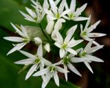 Allium ursinum. Соцветие. Украина, Киев, заказник \"Лесники\", лиственный лес. 5 мая 2007 г.