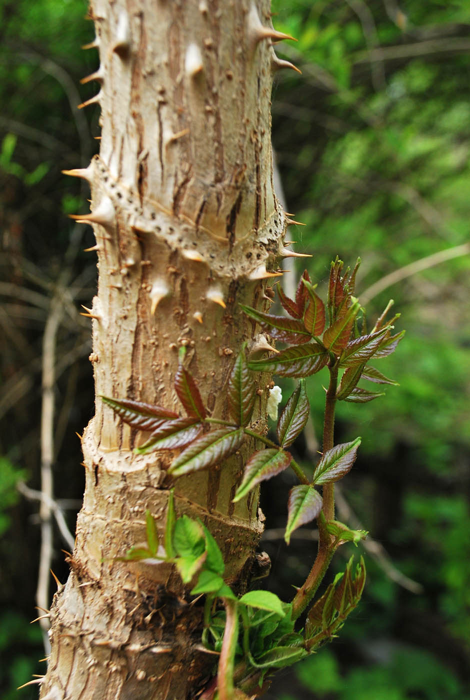 Image of Aralia elata specimen.