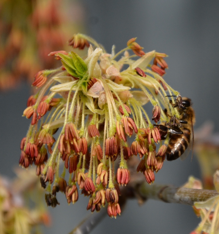 Image of Acer negundo specimen.