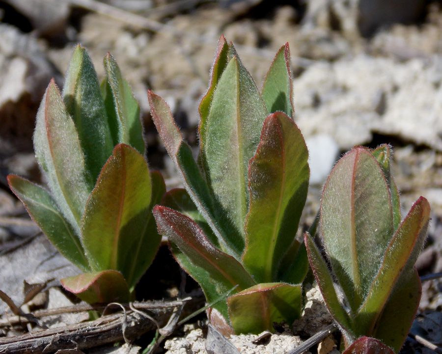 Изображение особи Euphorbia tauricola.