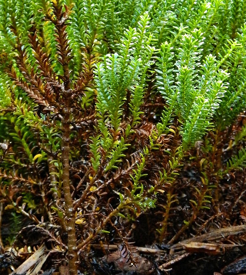 Image of genus Hebe specimen.