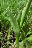 Anacamptis morio ssp. caucasica