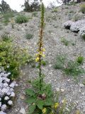 Verbascum spectabile