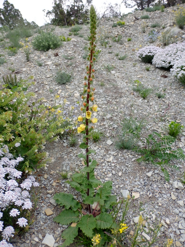 Image of Verbascum spectabile specimen.