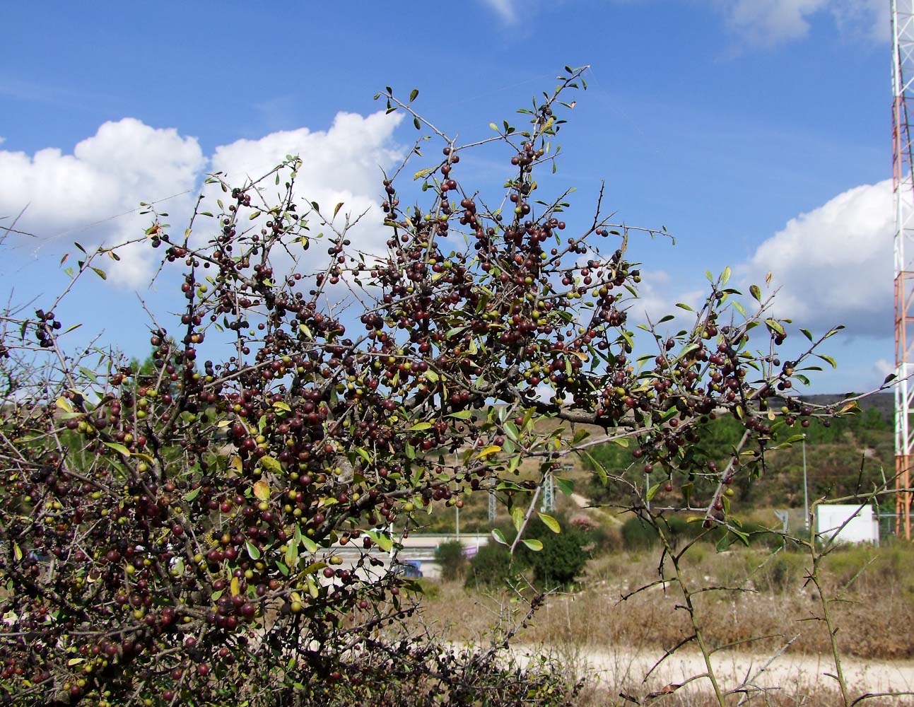 Image of Rhamnus lycioides specimen.