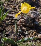 Tulipa suaveolens