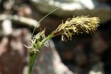 Carex litwinovii