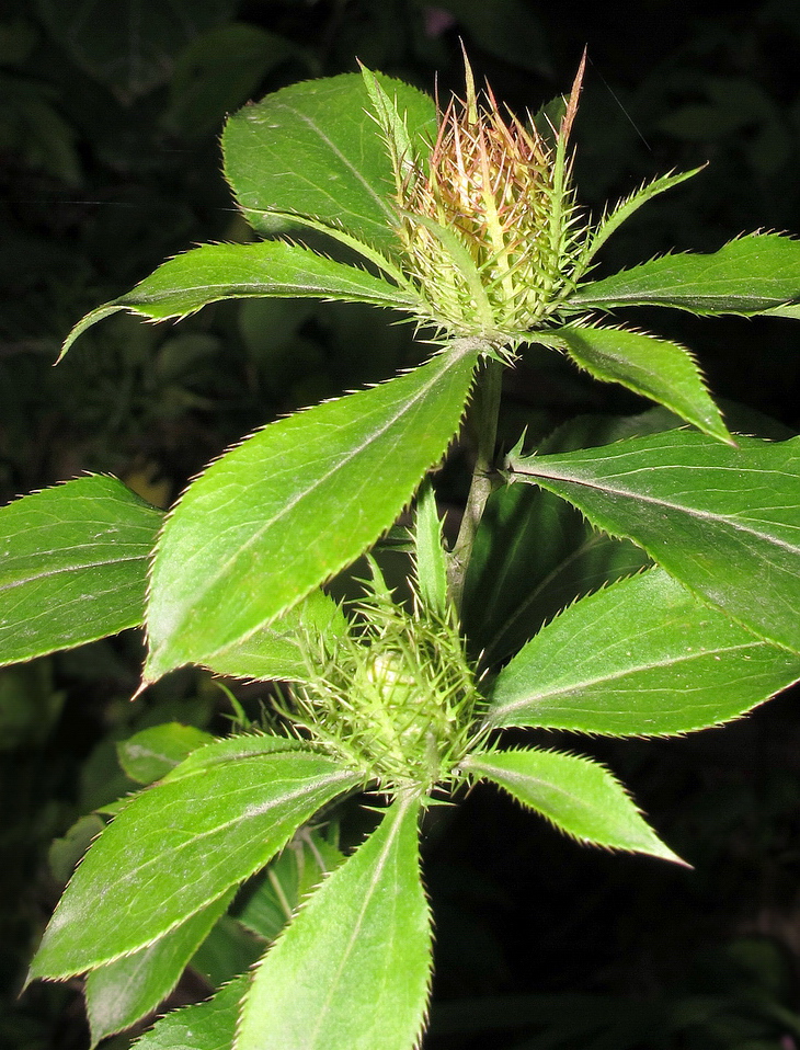 Image of Atractylodes ovata specimen.