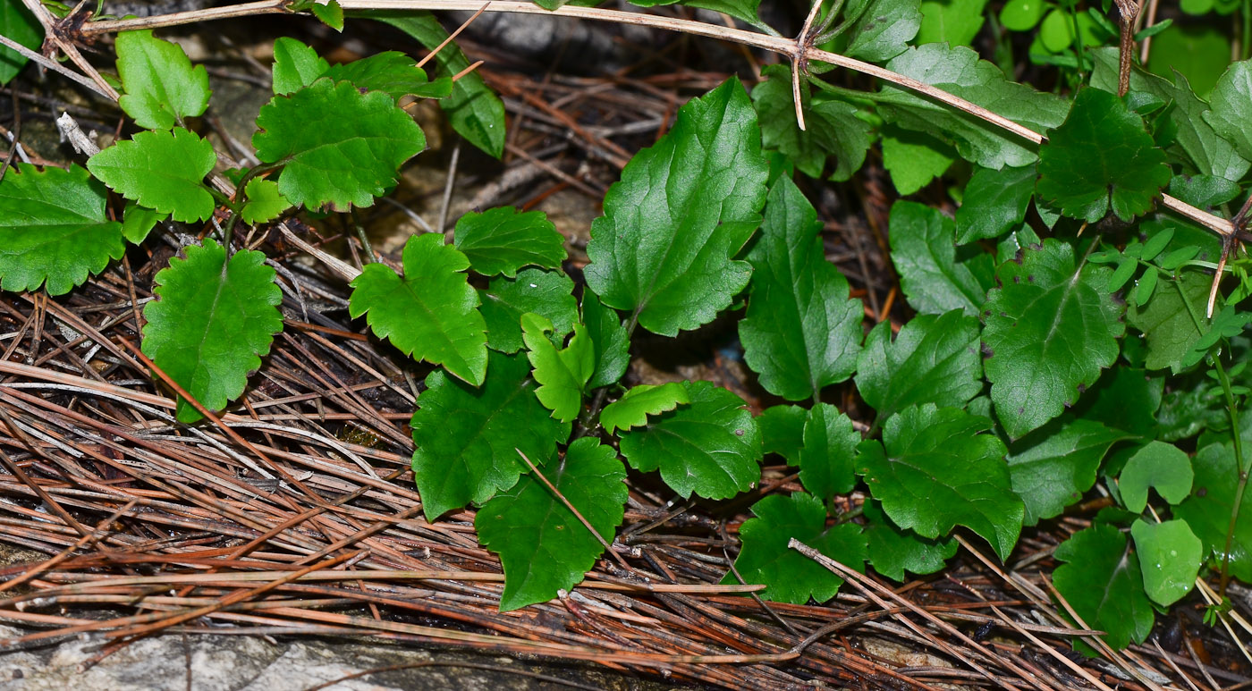 Image of Clematis cirrhosa specimen.