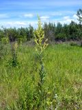 Verbascum lychnitis