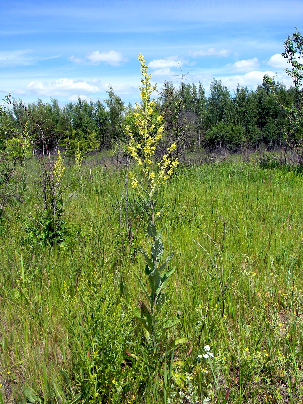 Изображение особи Verbascum lychnitis.