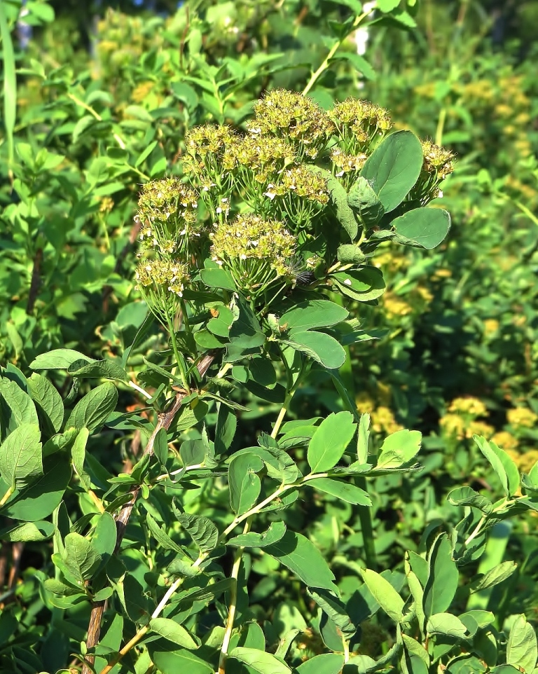 Image of Spiraea media specimen.