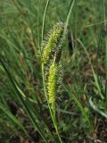 Carex rostrata