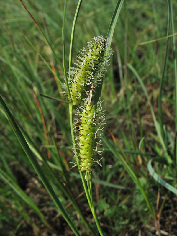 Image of Carex rostrata specimen.