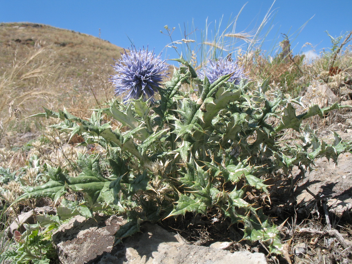 Изображение особи Echinops pubisquameus.