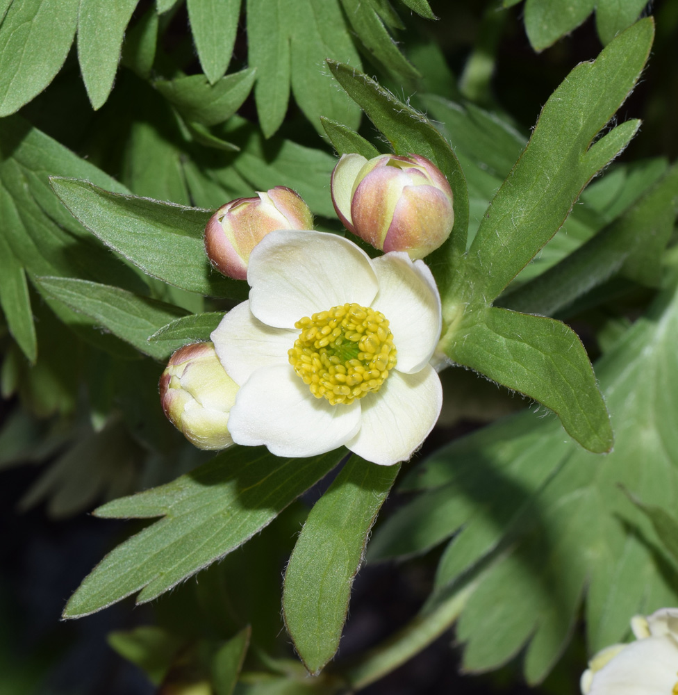 Изображение особи Anemonastrum protractum.