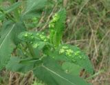 Salvia tesquicola