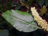 Amaranthus retroflexus. Лист и соцветие. Марий Эл, г. Йошкар-Ола, самосев. 12.07.2016.