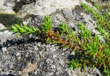 Empetrum caucasicum