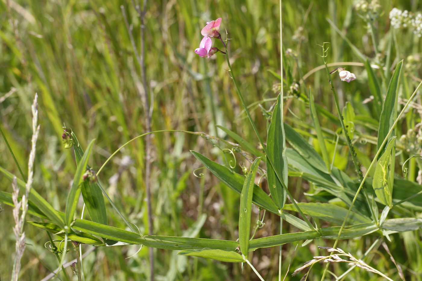 Image of Lathyrus sylvestris specimen.