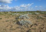 Otanthus maritimus