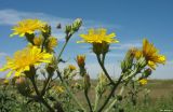 Picris hieracioides