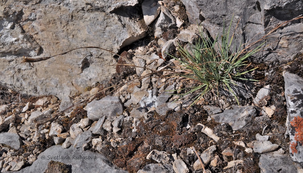 Image of Dianthus acicularis specimen.