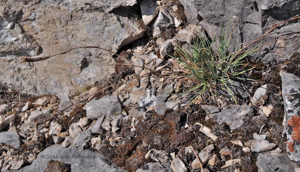 Изображение особи Dianthus acicularis.