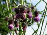 Cirsium pendulum