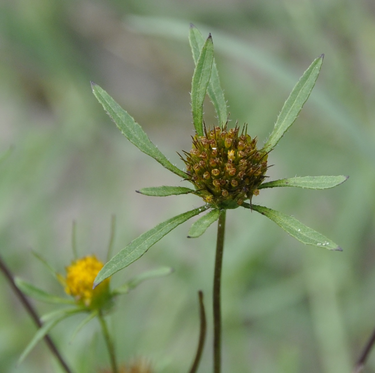 Image of Bidens frondosa specimen.