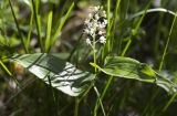 Maianthemum bifolium. Верхушка цветущего растения. Тверская обл., Кимрский р-н, окр. дер. Ларцево, лес. 01.06.2016.